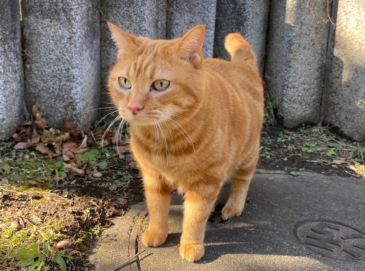 となりのチカラ の猫が可愛い 名前や性別 猫種などのプロフィールを紹介 テリアブログ